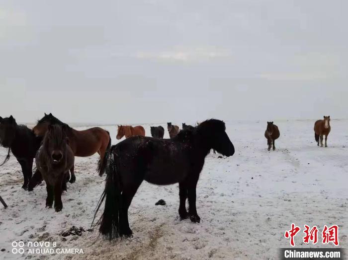 图为降雪后的内蒙古。　气象部门供图
