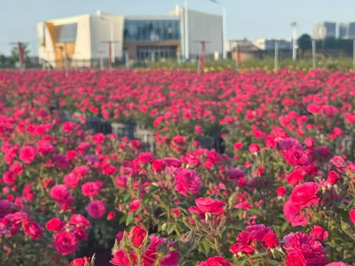 济南西部，有一种“花”样幸福