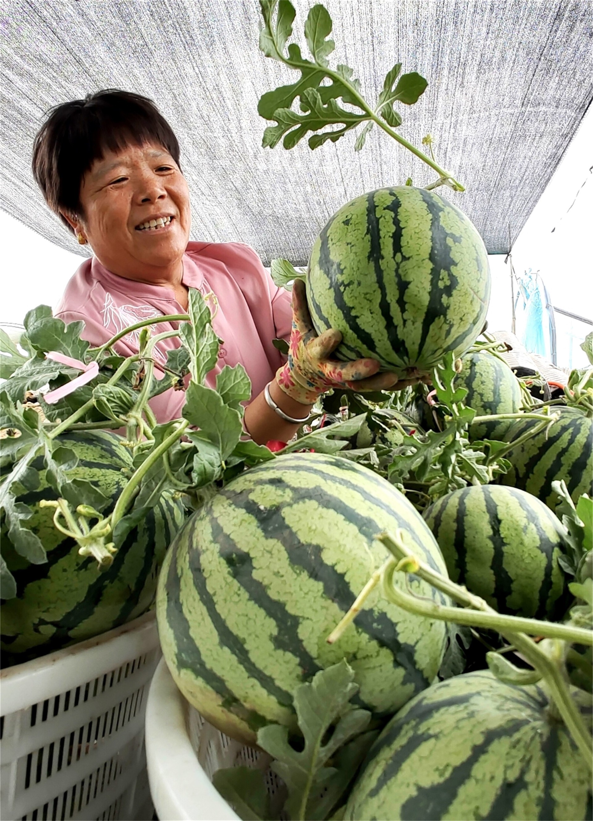 抱团西瓜喜获丰收