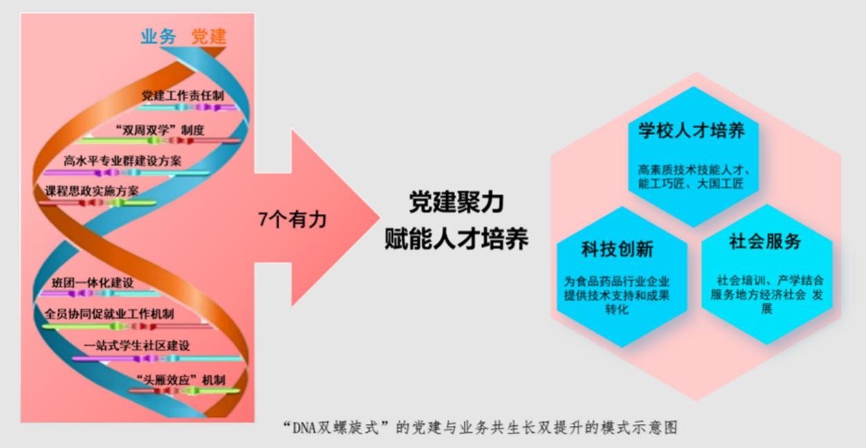 【职教先锋】淄博职业技术大学制药与生物工程系党支部创新构建“DNA双螺旋式”党建融合育人体系 - 教育 - 淄博频道